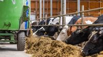 Modern Automated Cow Feed Distribution at Dairy Farm