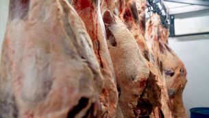 <p>Some factories continue to quote a base of 630c/kg for steers, but the more general base price being paid is 640c/kg, with some suppliers of larger numbers of quality animals reporting that a base of 650c/kg is being achieved.</p> <p>Some factories continue to quote a base of 630c/kg for steers, but the more general base price being paid is 640c/kg, with some suppliers of larger numbers of quality animals reporting that a base of 650c/kg is being achieved.</p>