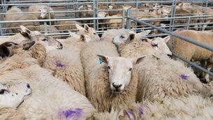 <p>Entries at live sales at the marts were lower for the early days of this week, and the upper edge on prices for the tops has tightened.</p>