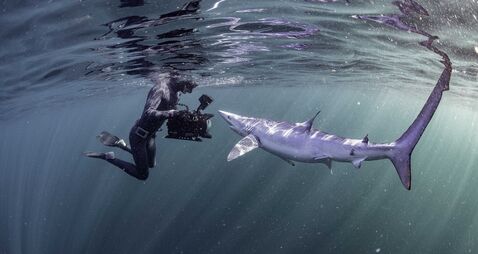 ‘Sharks aren’t here to kill us’: Irish filmmaker urges public to rethink fear of sharks