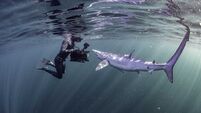 ‘Sharks aren’t here to kill us’: Irish filmmaker urges public to rethink fear of sharks ‘Sharks aren’t here to kill us’: Irish filmmaker urges public to rethink fear of sharks