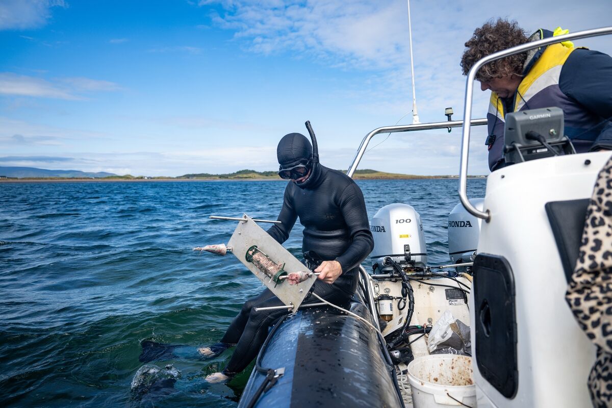 Ken O’Sullivan prepares for another dive in Tralee Bay to monitor marine life using equipment and underwater camera platforms he has developed himself. Picture: Chani Anderson Ken O’Sullivan prepares for another dive in Tralee Bay to monitor marine life using equipment and underwater camera platforms he has developed himself. Picture: Chani Anderson
