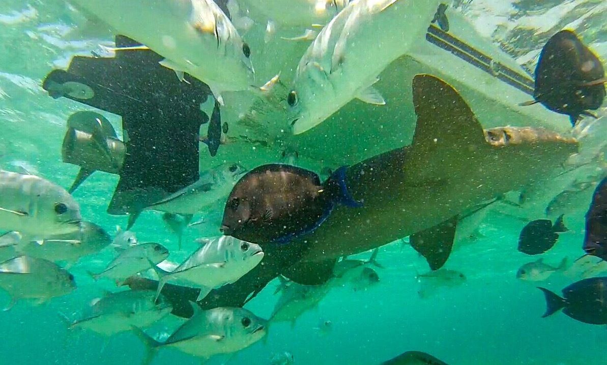 A nurse shark circles a fishing boat in Belize. Picture: Chani Anderson A nurse shark circles a fishing boat in Belize. Picture: Chani Anderson