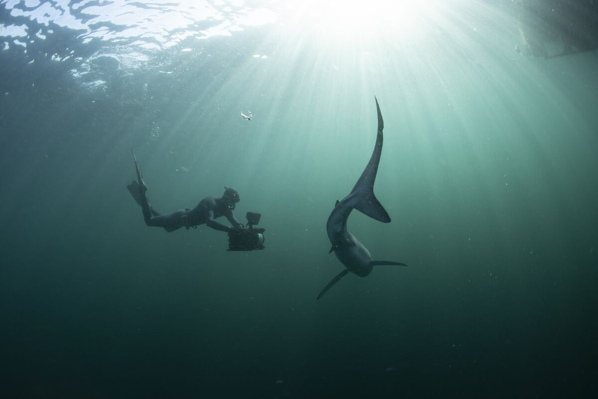 Marine filmmaker and conservationist Ken O’Sullivan encounters a shark. Picture: Ken O’Sullivan Marine filmmaker and conservationist Ken O’Sullivan encounters a shark. Picture: Ken O’Sullivan