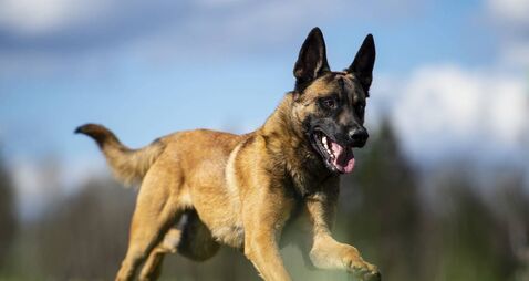 Young Belgian Shepherd malinois puppy running in the field. Selective focus on the dog