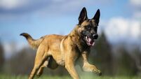 Young Belgian Shepherd malinois puppy running in the field. Selective focus on the dog