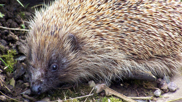 Hedgehogs are currently preparing for winter hibernation. They are eating more to put on weight, consuming slugs and worms and as much protein as possible. Picture: PA <p>Hedgehogs are currently preparing for winter hibernation. They are eating more to put on weight, consuming slugs and worms and as much protein as possible. Picture: PA</p>