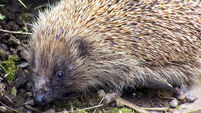 SCOTLAND Hedgehogs 1
