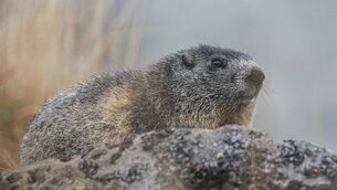 <p>Although its numbers are said to be falling, and litters are smaller than in the past, the Alpine marmot is not listed as a threatened species. Picture: Getty</p>