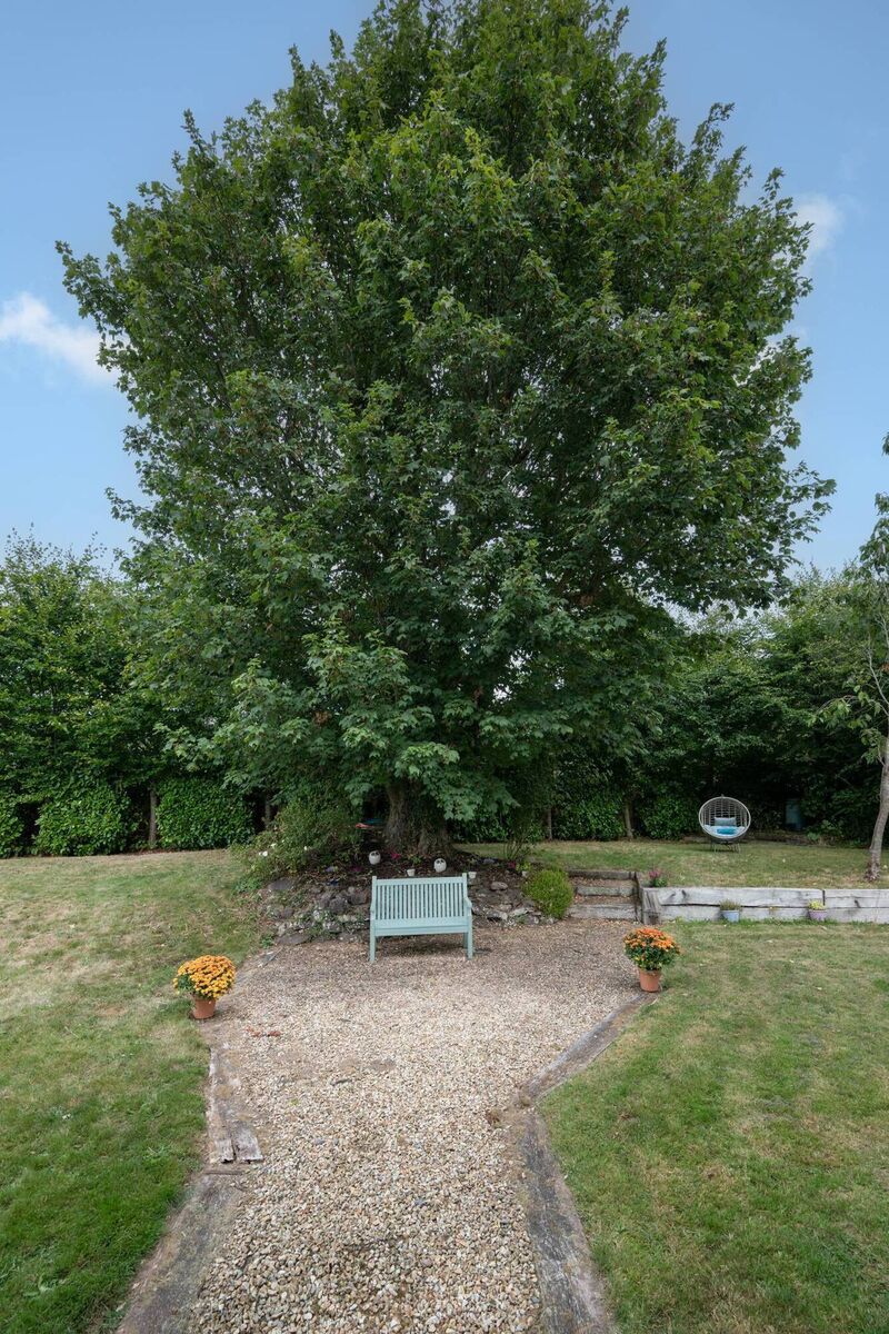 The sycamore tree that the house was named after The sycamore tree that the house was named after