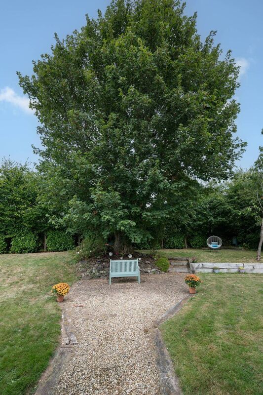 The sycamore tree that the house was named after The sycamore tree that the house was named after
