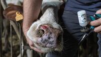 AMINAM HEALTH BLUETONGUE DISEASE SHEEP