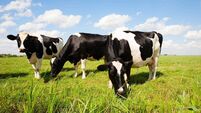Dutch cows