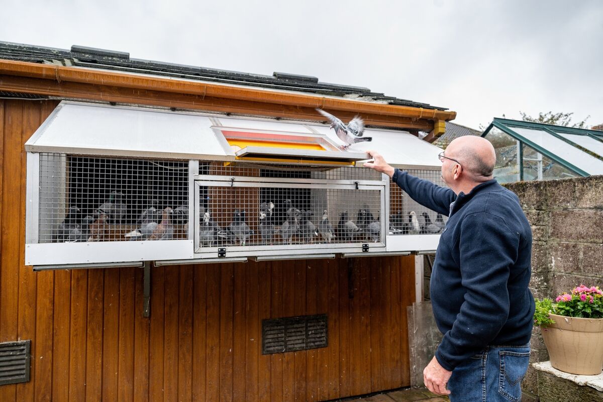 Ger O'Sullivan's racing pigeons return to their loft after exercise at his home in Ballinlough, Cork City. Picture: Chani Anderson