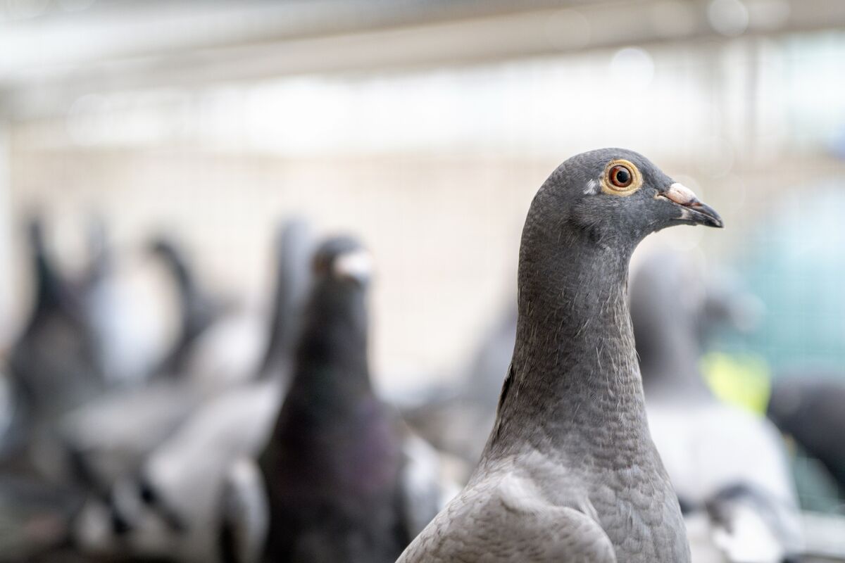 Ger O’Sullivan’s racing pigeons enjoy underfloor heating and diuble glazing in winter. Picture: Chani Anderson