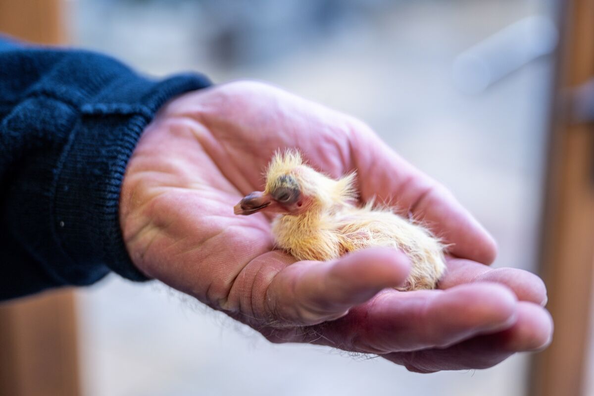 A newly hatched racing pigeon rests in Ger O’Sullivan’s hand at his loft in Ballinlough, Cork City. Picture: Chani Anderson A newly hatched racing pigeon rests in Ger O’Sullivan’s hand at his loft in Ballinlough, Cork City. Picture: Chani Anderson