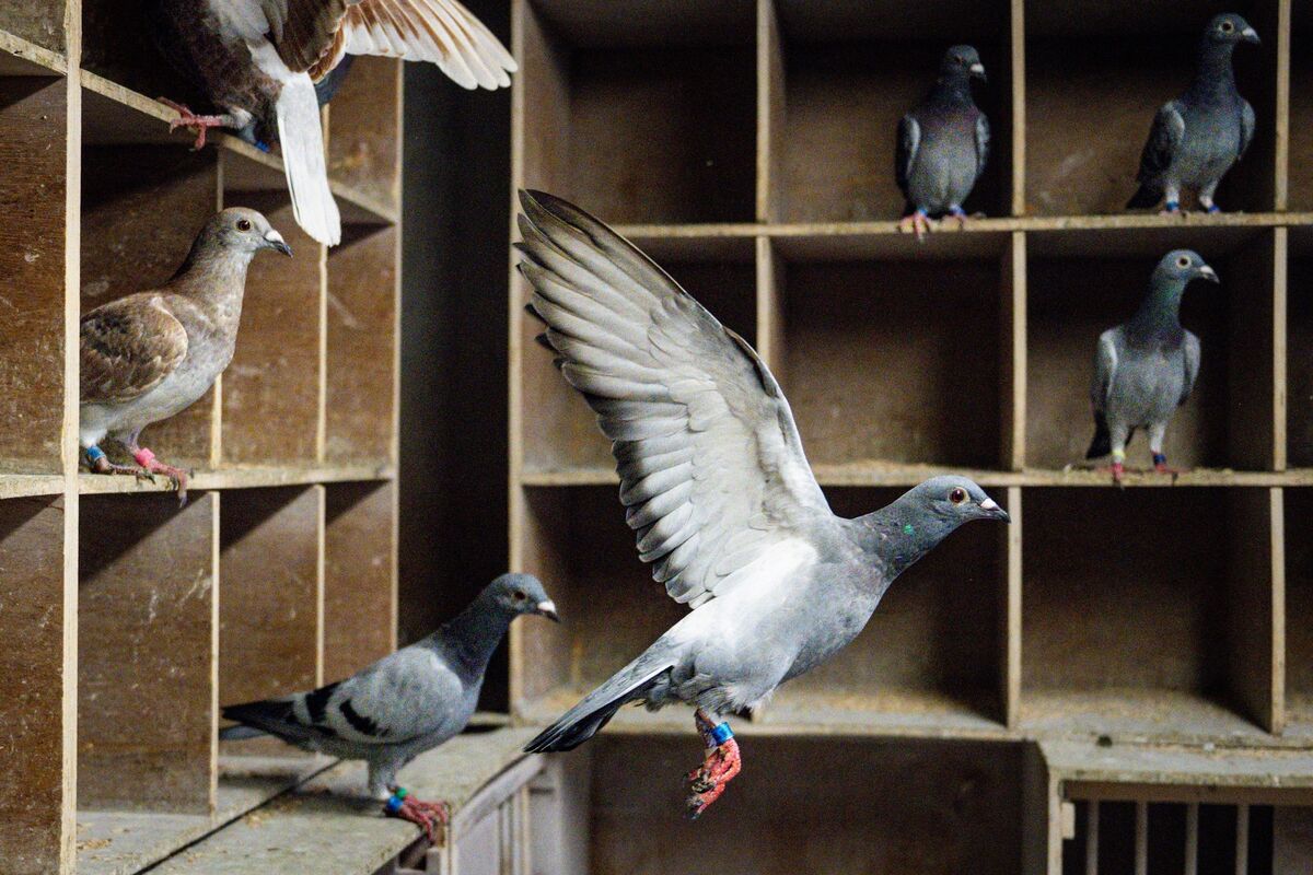 Ger O’Sullivan’s racing pigeons wait to be released for exercise. Picture: Chani Anderson