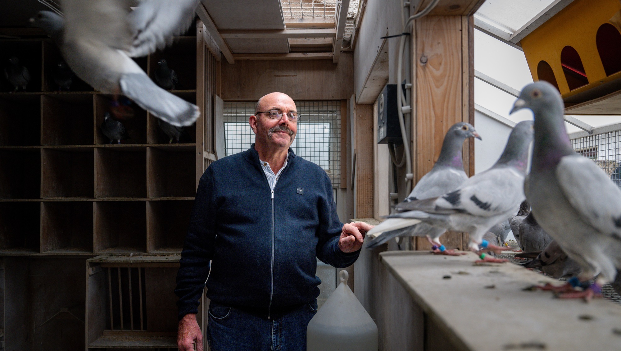 Lost racing pigeons: Cork fancier Ger O’Sullivan on rescuing birds from ...
