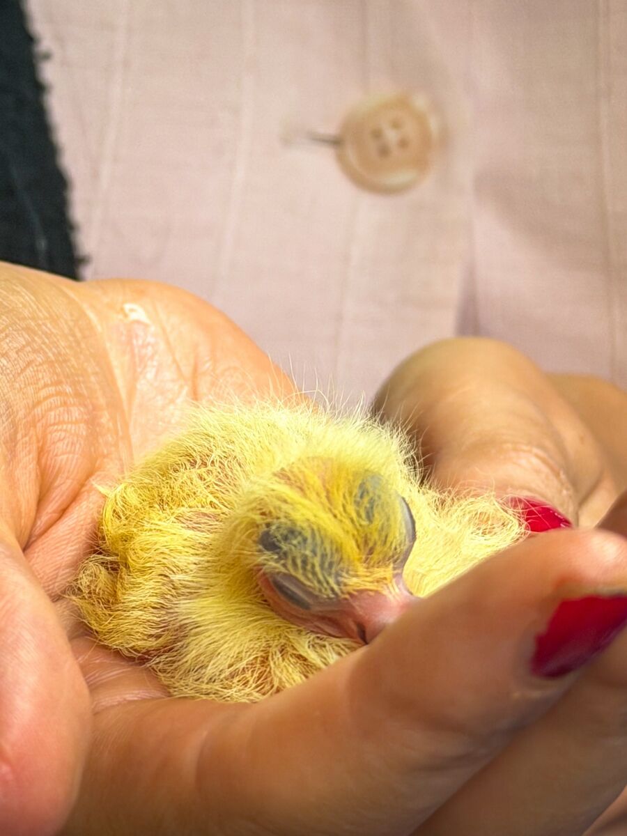 'Irish Examiner' reporter Sarah Horgan holds a newly hatched racing pigeon at Ger O’Sullivan’s loft in Ballinlough, Cork City. Picture: Chani Anderson 'Irish Examiner' reporter Sarah Horgan holds a newly hatched racing pigeon at Ger O’Sullivan’s loft in Ballinlough, Cork City. Picture: Chani Anderson