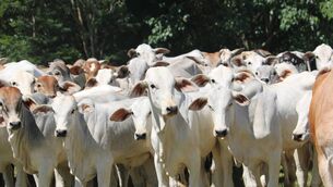 <p>Cattle on a farm in Paulínia, Brazil. Senator Malcolm Noonan's bill would require that the words “Mercosur Meat” appear prominently on all packaging. Picture: Rachel Martin</p>