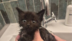 <p>More than 80 kittens and cats are waiting to be rehomed, Cork Cats Action Trust said.</p> <p>More than 80 kittens and cats are waiting to be rehomed, Cork Cats Action Trust said.</p>