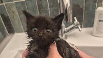 Cork charity seeks homes for 80 cats and kittens as surrendered numbers spiral