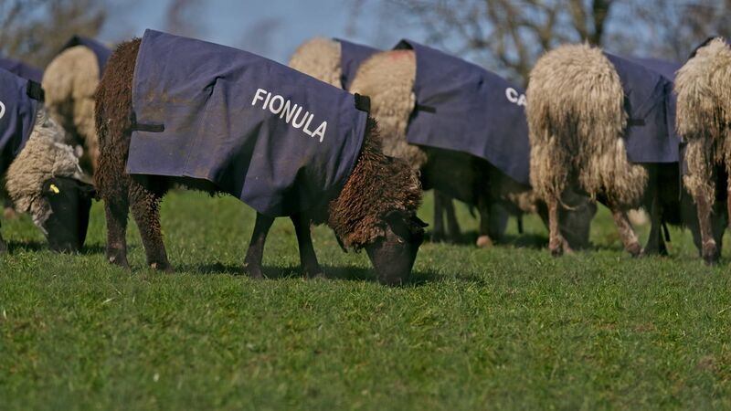 The Traitors episode four mission involved a lot of sheep The Traitors episode four mission involved a lot of sheep