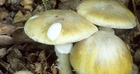 Death Cap mushroom, Amanita Phalloides, deadly poisonous fungus fungi mushrooms poison inedible England UK English plant plants