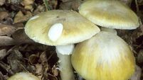 Death Cap mushroom, Amanita Phalloides, deadly poisonous fungus fungi mushrooms poison inedible England UK English plant plants