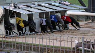 <p>Greyhound Racing Ireland received €19,820,500 in State funding last year. File picture: Jim Coughlan</p>