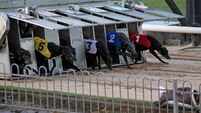Investigation launched into three suspected fraud cases at Greyhound Racing Ireland