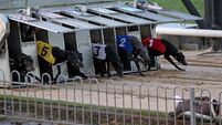 Investigation launched into three suspected fraud cases at Greyhound Racing Ireland