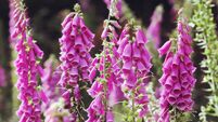 Purple pink Digitalis purpurea, wild foxglove, in flower.
