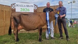 <p>Cash marked her return to the show ring with two championship sashes including the Cashel Blue Dairy Cow of the Year.</p>