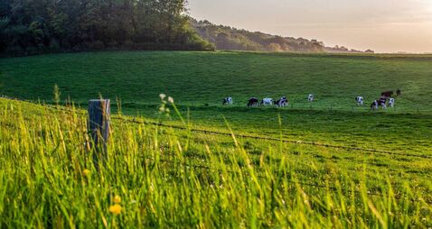 Normandian cows with pleasure eating fresh grenn grass