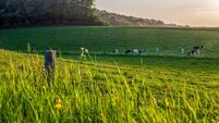 Normandian cows with pleasure eating fresh grenn grass