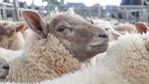 <p>Suppliers report more bite in the lamb trade as demand improves, but processors maintain that market conditions do not justify higher prices. File picture</p> <p>Suppliers report more bite in the lamb trade as demand improves, but processors maintain that market conditions do not justify higher prices. File picture</p>