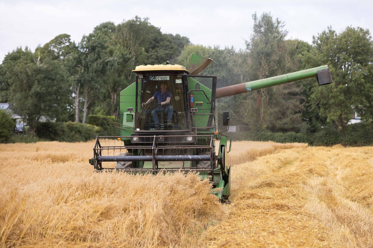 Harvesting oats on Patrick Quinn's farm in Co Clare. Picture: Eamon Ward Harvesting oats on Patrick Quinn's farm in Co Clare. Picture: Eamon Ward