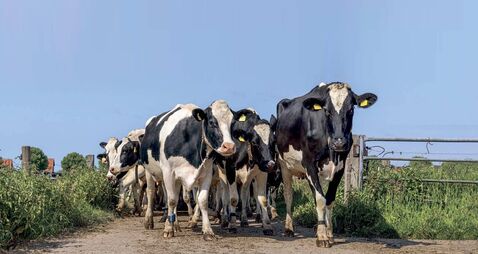  Tackling lameness in dairy cows