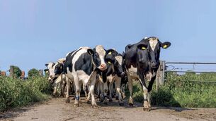 <p>Protect your dairy herd against lameness: Avoid financial losses of around €300 per head arising from decreased milk production, reduced fertility, treatment costs and increased cull rates.</p> <p>Protect your dairy herd against lameness: Avoid financial losses of around €300 per head arising from decreased milk production, reduced fertility, treatment costs and increased cull rates.</p>