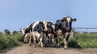 Norbrook_cows.jpg Tackling lameness in dairy cows