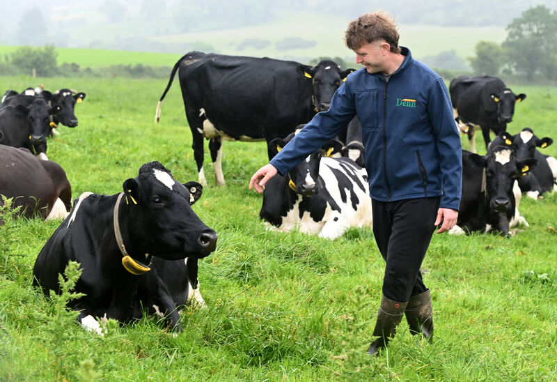 Jack Skehan with dairy cows on his farm at Ballinamult Co. Waterford. Picture: Eddie O'Hare Jack Skehan with dairy cows on his farm at Ballinamult Co. Waterford. Picture: Eddie O'Hare