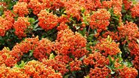 Bright orange Pyracantha 'Fiery Cascade' firethorn berries.