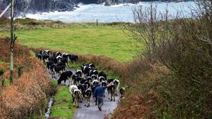 <p>West Cork, where I live, has historically been a melting pot. There’s far more diversity than you might typically find in a suburb where people are largely stratified according to their postcode. Picture: Andrew Harris</p>