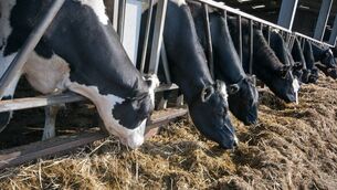 <p>It is inevitable that silage will be in short supply this coming winter on many farms.</p> <p>It is inevitable that silage will be in short supply this coming winter on many farms.</p>