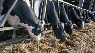 <p>It is inevitable that silage will be in short supply this coming winter on many farms.</p>