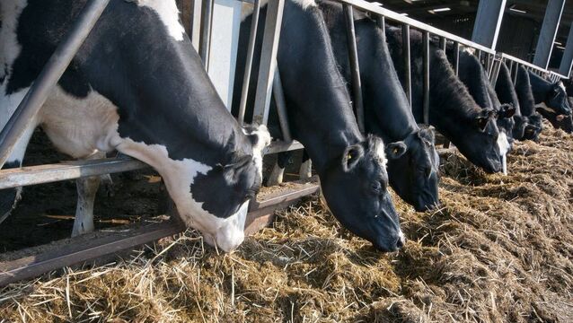 <p>It is inevitable that silage will be in short supply this coming winter on many farms.</p>