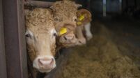 Cows being fed fodder housed in winter, Roscommon, Ireland.