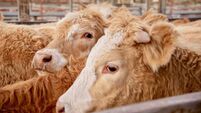 Corral of Grass fed beef cattle steers at the markets for sale