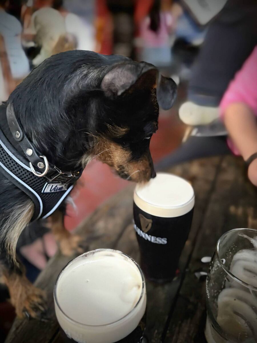 Jennifer Sheahan's dog Perry enjoying a pint in a pub in Cahersiveen, Co Kerry. Jennifer Sheahan's dog Perry enjoying a pint in a pub in Cahersiveen, Co Kerry.